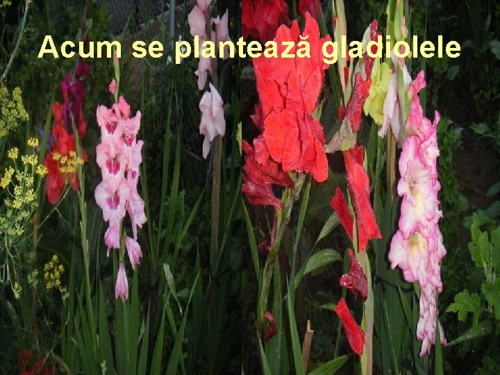 Acum se plantează gladiolele 