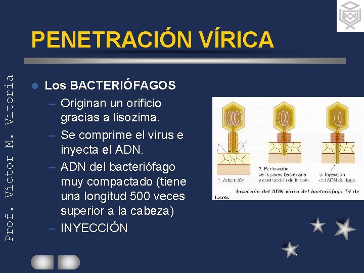 Prof. Víctor M. Vitoria PENETRACIÓN VÍRICA l Los BACTERIÓFAGOS – Originan un orificio gracias