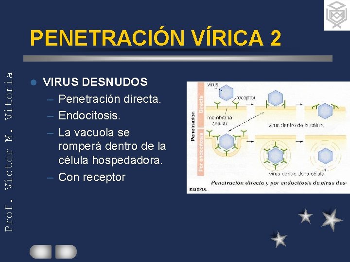 Prof. Víctor M. Vitoria PENETRACIÓN VÍRICA 2 l VIRUS DESNUDOS – Penetración directa. –