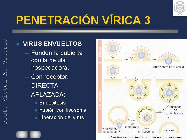 Prof. Víctor M. Vitoria PENETRACIÓN VÍRICA 3 l VIRUS ENVUELTOS – Funden la cubierta