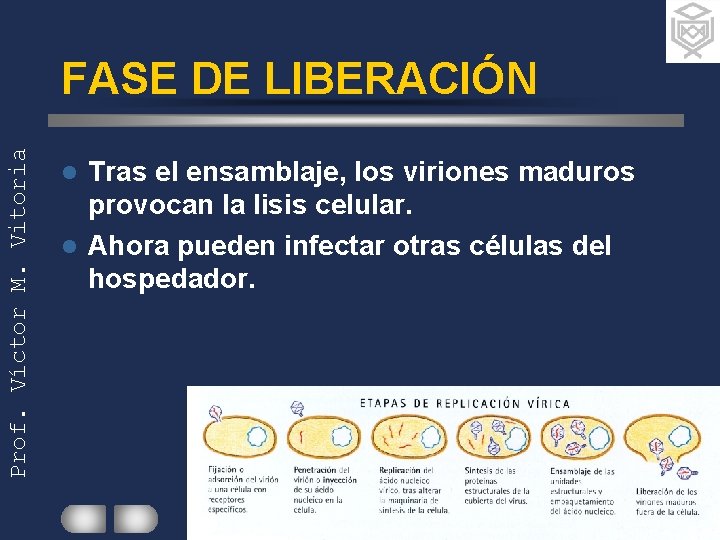 Prof. Víctor M. Vitoria FASE DE LIBERACIÓN Tras el ensamblaje, los viriones maduros provocan