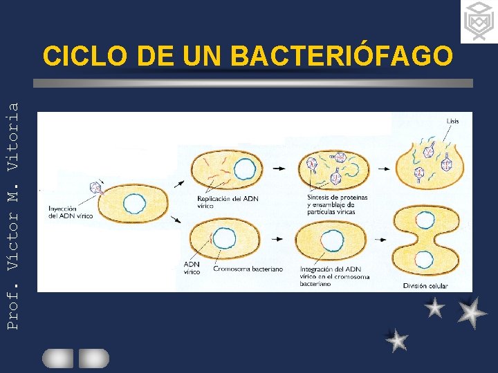 Prof. Víctor M. Vitoria CICLO DE UN BACTERIÓFAGO 