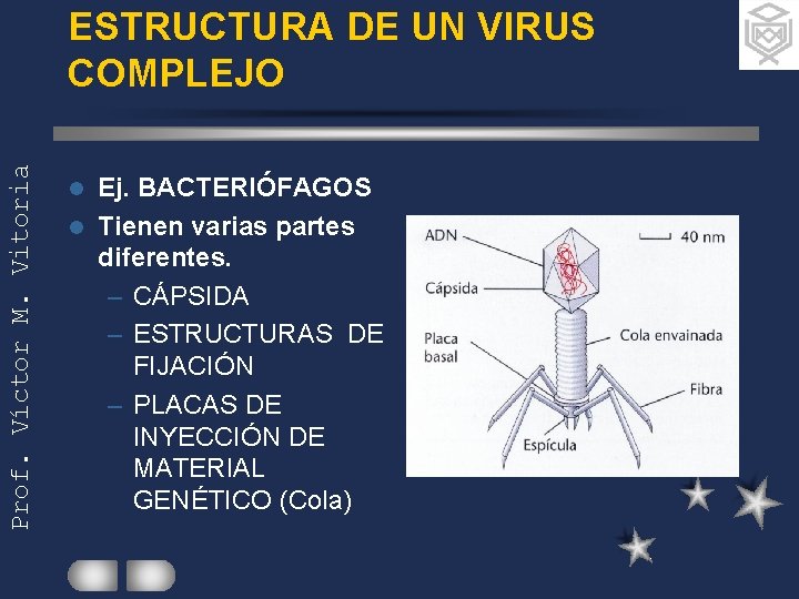 Prof. Víctor M. Vitoria ESTRUCTURA DE UN VIRUS COMPLEJO Ej. BACTERIÓFAGOS l Tienen varias