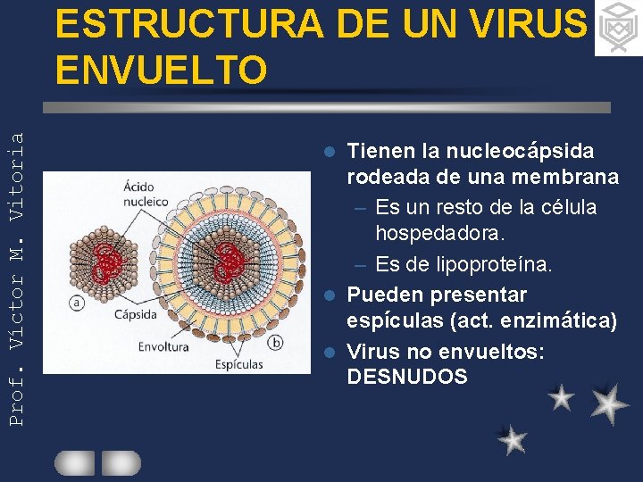 Prof. Víctor M. Vitoria ESTRUCTURA DE UN VIRUS ENVUELTO Tienen la nucleocápsida rodeada de