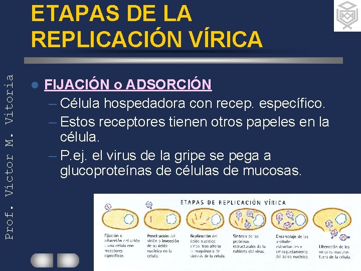 Prof. Víctor M. Vitoria ETAPAS DE LA REPLICACIÓN VÍRICA l FIJACIÓN o ADSORCIÓN –