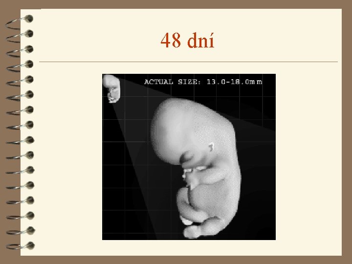 48 dní 48 dní