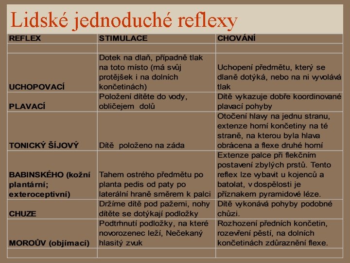 Lidské jednoduché reflexy 