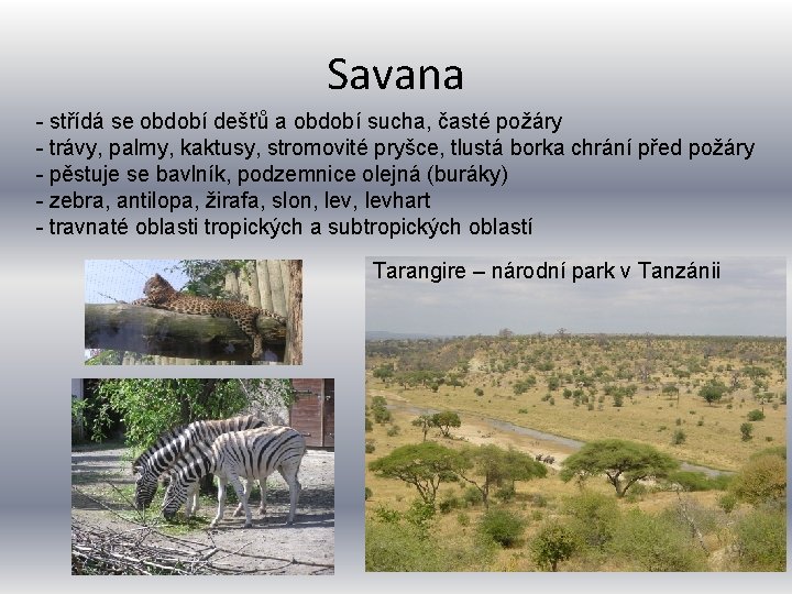 Savana - střídá se období dešťů a období sucha, časté požáry - trávy, palmy,