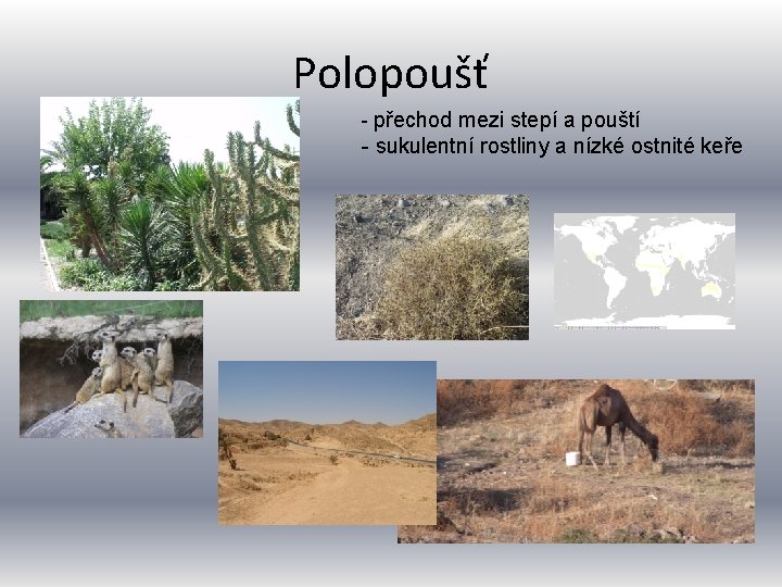 Polopoušť - přechod mezi stepí a pouští - sukulentní rostliny a nízké ostnité keře Polopoušť - přechod mezi stepí a pouští - sukulentní rostliny a nízké ostnité keře