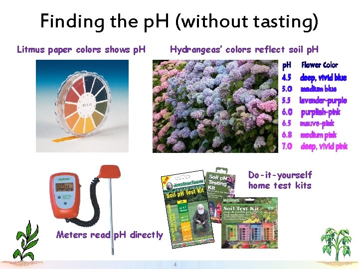 Finding the p. H (without tasting) Litmus paper colors shows p. H Hydrangeas’ colors