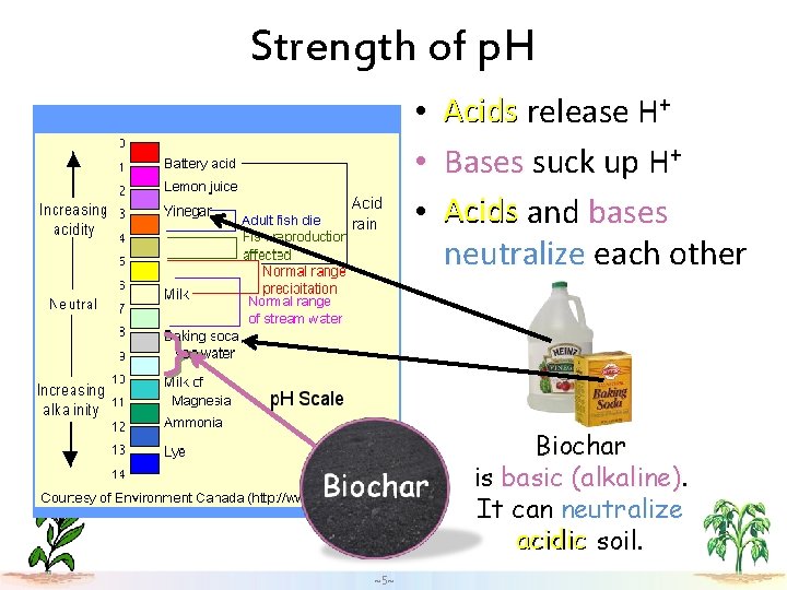 Strength of p. H • • • Acids release H+ Bases suck up H+