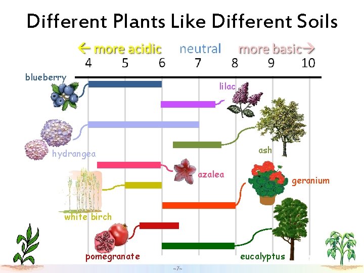 Different Plants Like Different Soils blueberry lilac ash hydrangea azalea geranium white birch eucalyptus