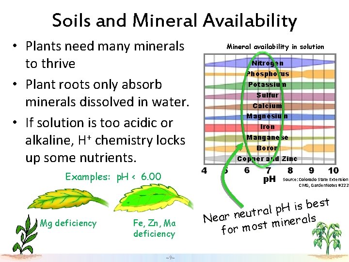 Soils and Mineral Availability • Plants need many minerals to thrive • Plant roots