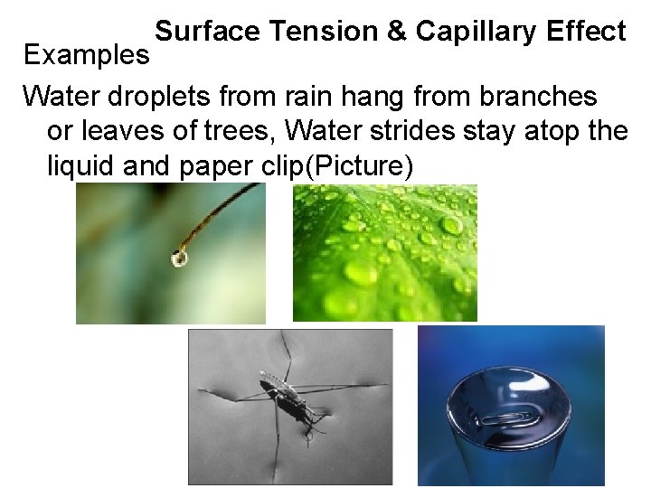 Surface Tension & Capillary Effect Examples Water droplets from rain hang from branches or