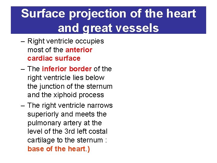 Surface projection of the heart and great vessels – Right ventricle occupies most of