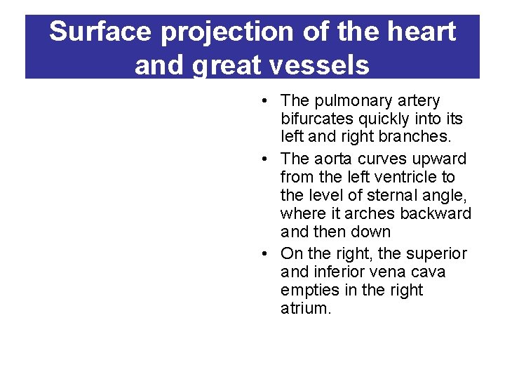 Surface projection of the heart and great vessels • The pulmonary artery bifurcates quickly