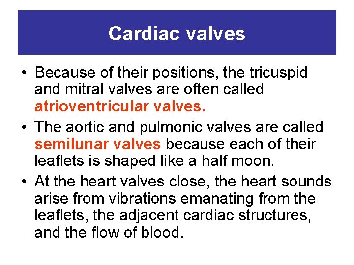Cardiac valves • Because of their positions, the tricuspid and mitral valves are often