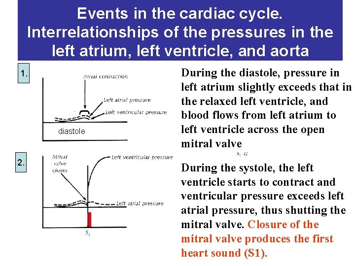 Events in the cardiac cycle. Interrelationships of the pressures in the left atrium, left