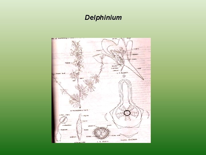 Delphinium 