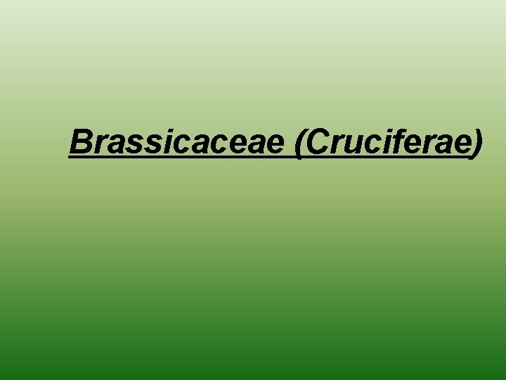 Brassicaceae (Cruciferae) 