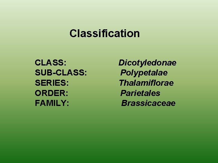 Classification CLASS: SUB-CLASS: SERIES: ORDER: FAMILY: Dicotyledonae Polypetalae Thalamiflorae Parietales Brassicaceae 