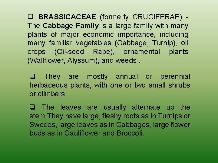 q BRASSICACEAE (formerly CRUCIFERAE) - The Cabbage Family is a large family with many