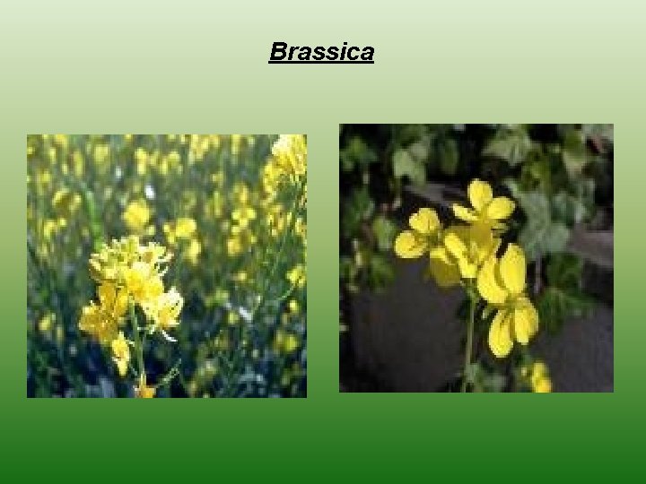 Brassica 