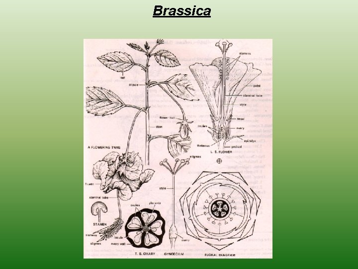 Brassica 
