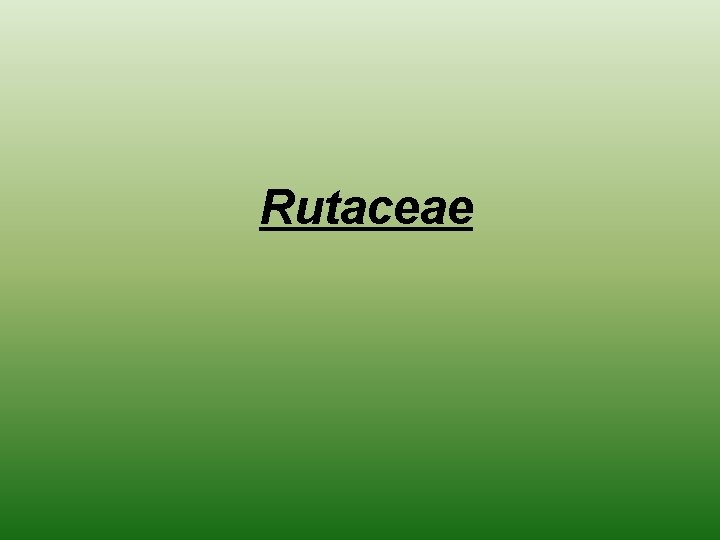 Rutaceae 