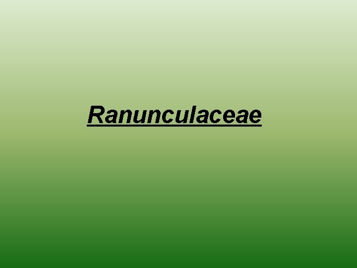 Ranunculaceae 