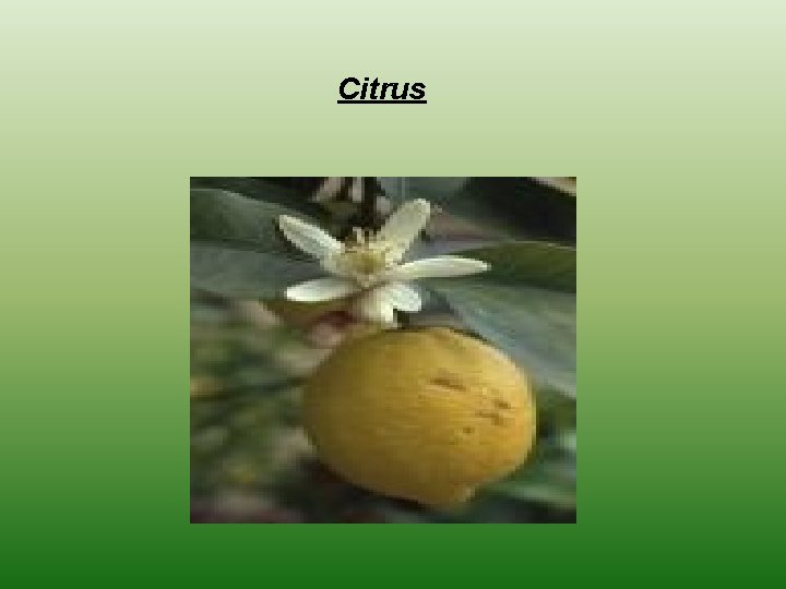  Citrus 