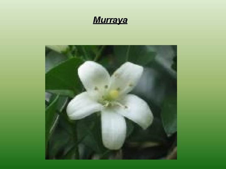  Murraya 