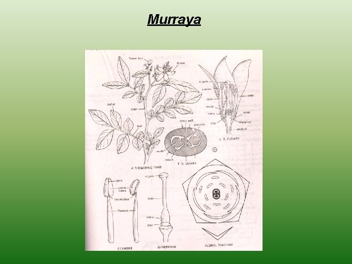 Murraya 