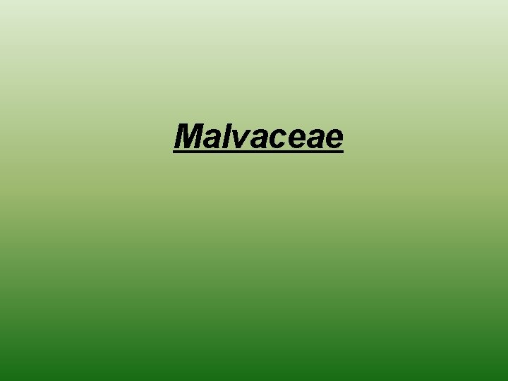 Malvaceae 