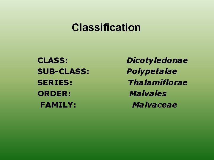Classification CLASS: SUB-CLASS: SERIES: ORDER: FAMILY: Dicotyledonae Polypetalae Thalamiflorae Malvales Malvaceae 