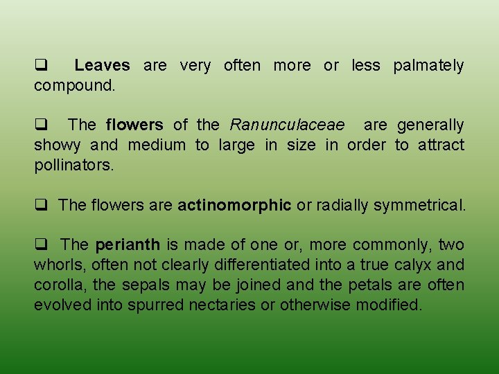 q Leaves are very often more or less palmately compound. q The flowers of