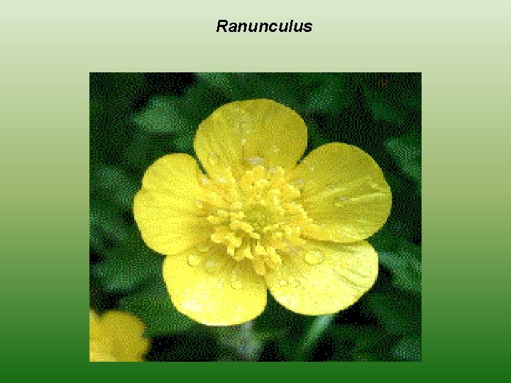 Ranunculus 