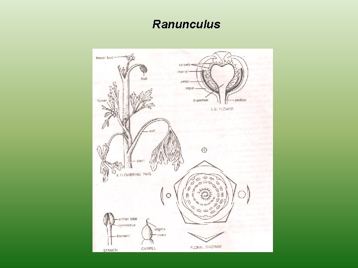 Ranunculus 