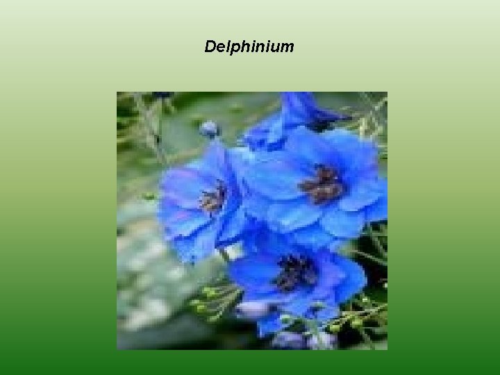 Delphinium 