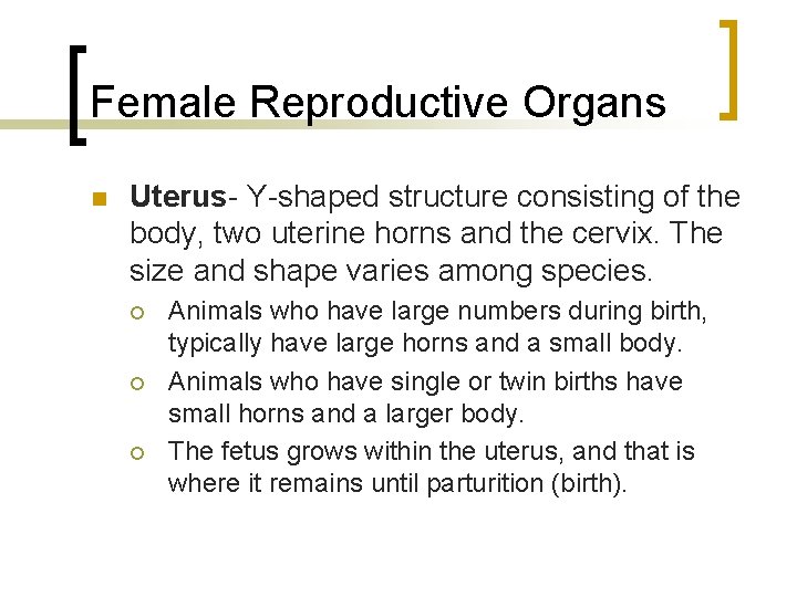 Female Reproductive Organs n Uterus- Y-shaped structure consisting of the body, two uterine horns