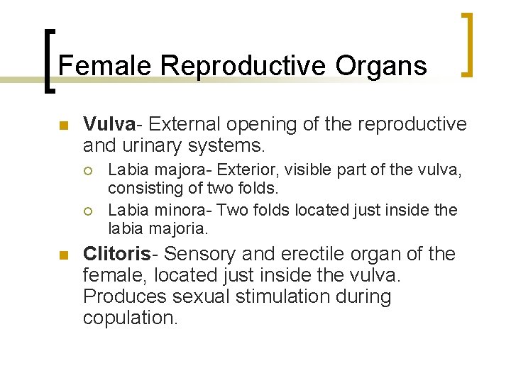 Female Reproductive Organs n Vulva- External opening of the reproductive and urinary systems. ¡