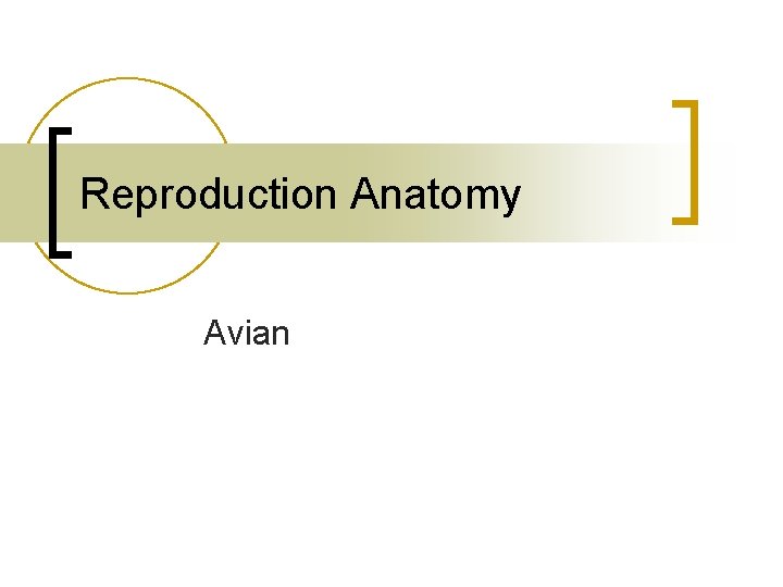 Reproduction Anatomy Avian 