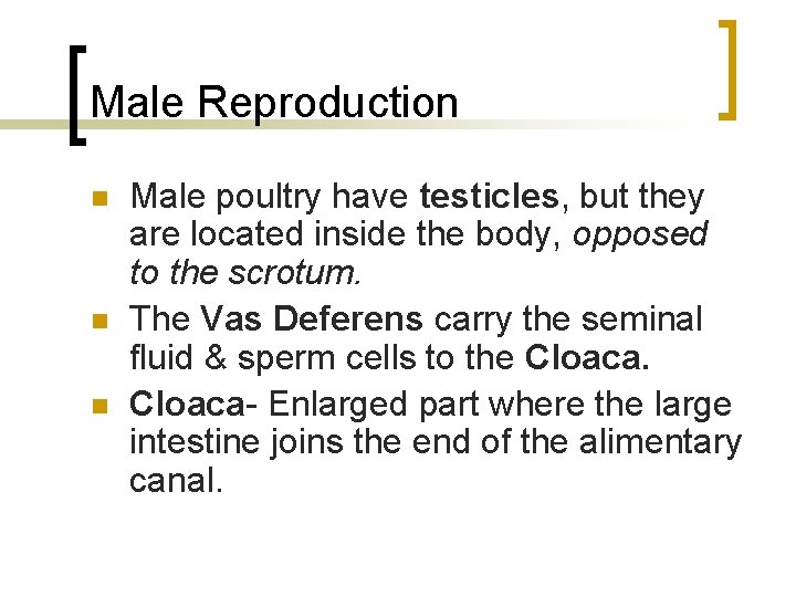 Male Reproduction n Male poultry have testicles, but they are located inside the body,