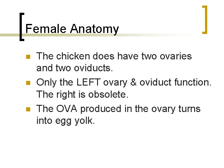 Female Anatomy n n n The chicken does have two ovaries and two oviducts.