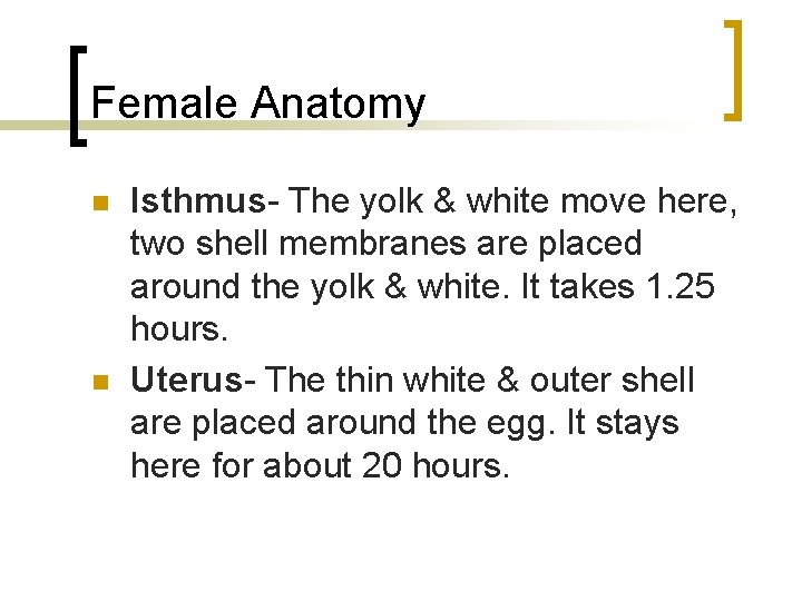 Female Anatomy n n Isthmus- The yolk & white move here, two shell membranes