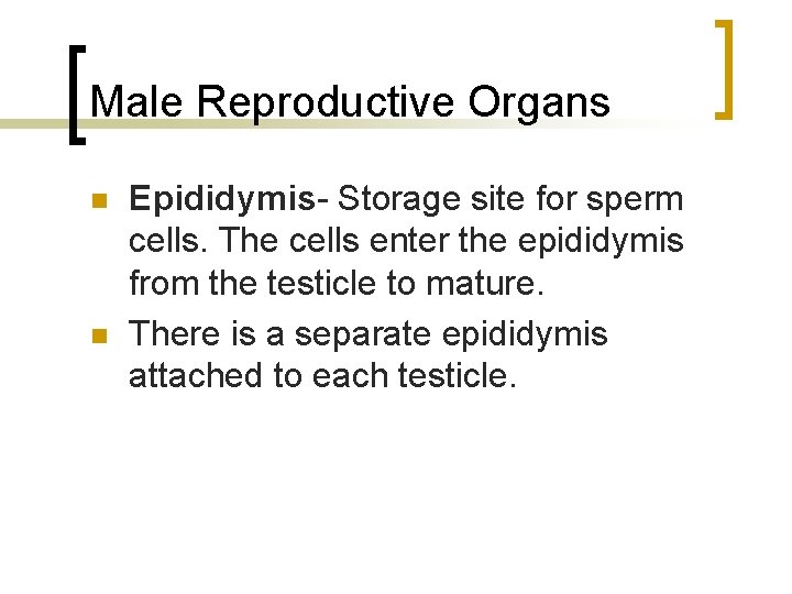 Male Reproductive Organs n n Epididymis- Storage site for sperm cells. The cells enter