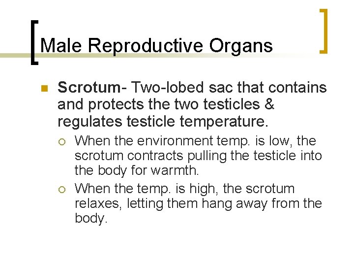 Male Reproductive Organs n Scrotum- Two-lobed sac that contains and protects the two testicles