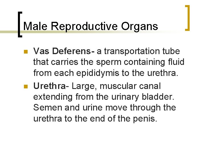 Male Reproductive Organs n n Vas Deferens- a transportation tube that carries the sperm