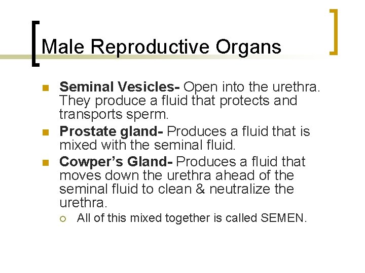 Male Reproductive Organs n n n Seminal Vesicles- Open into the urethra. They produce