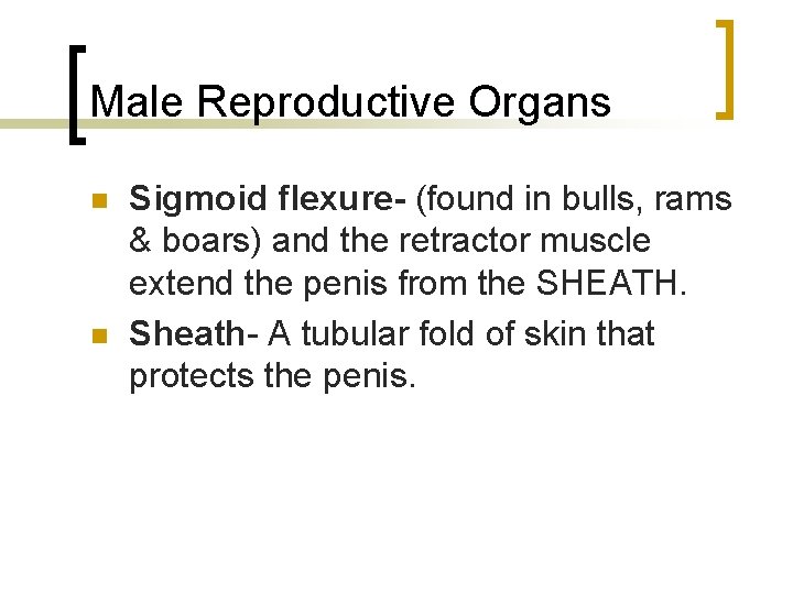 Male Reproductive Organs n n Sigmoid flexure- (found in bulls, rams & boars) and